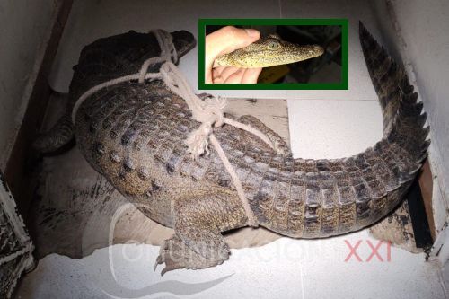 Fueron dos los cocodrilos asegurados en Cuautitlán Izcalli
